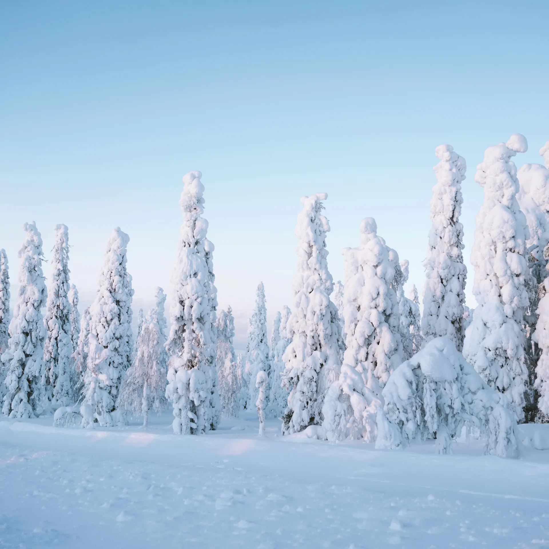 Leveä revontulitaivas lumisen suomalaisen maiseman yllä